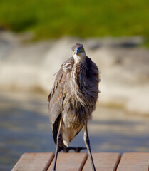 A close up of a Great Blue Heron sitting on a dock, enjoying the sun, fluffing his feathers as he enjoys the warm afternoon sun