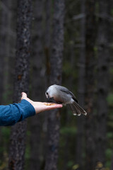A close up of a Canada's National Bird, the Grey Jay perched on a persons hand eating peanuts with a evergreen forest background