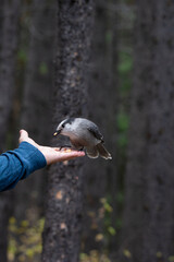 A close up of a Canada's National Bird, the Grey Jay perched on a persons hand eating peanuts with a evergreen forest background