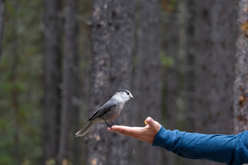 A close up of a Canada's National Bird, the Grey Jay perched on a persons hand eating peanuts with a evergreen forest background
