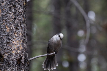 A close up of a Canada's National Bird, the Grey Jay perched on a branch with and evergreen forest background