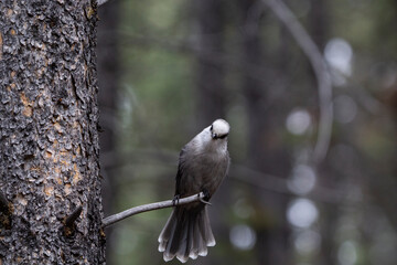 A close up of a Canada's National Bird, the Grey Jay perched on a branch with and evergreen forest background
