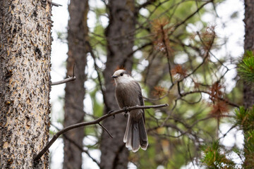 A close up of a Canada's National Bird, the Grey Jay perched on a branch with and evergreen forest background