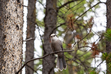 A close up of a Canada's National Bird, the Grey Jay perched on a branch with and evergreen forest background