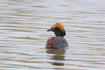A close up of a very colourful rare bird known as a Grebe swimming amongst the marsh. Yellow striped head with the small bright red eyes.