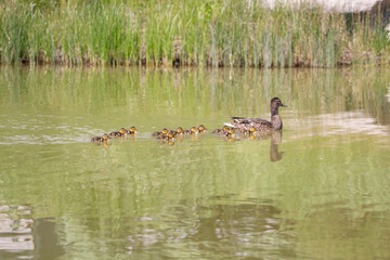 Mother duck and her ducklings swimming in canal on a warm sunny day.