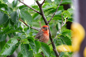 A close up of a beautiful red finch perched on a branch surrounded by lush green foliage