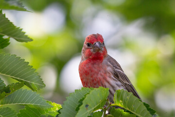 A close up of a beautiful red finch perched on a branch surrounded by lush green foliage