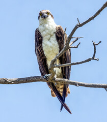 Florida Osprey poses in tree branch