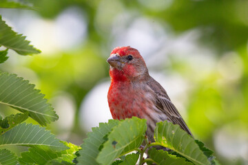 A close up of a beautiful red finch perched on a branch surrounded by lush green foliage