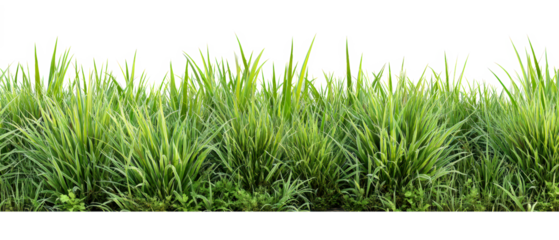 Trimmed grass close-up with flat top, transparent background, png format, ideal for landscaping design