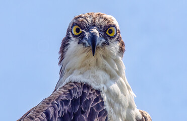 Close up of Florida Osprey