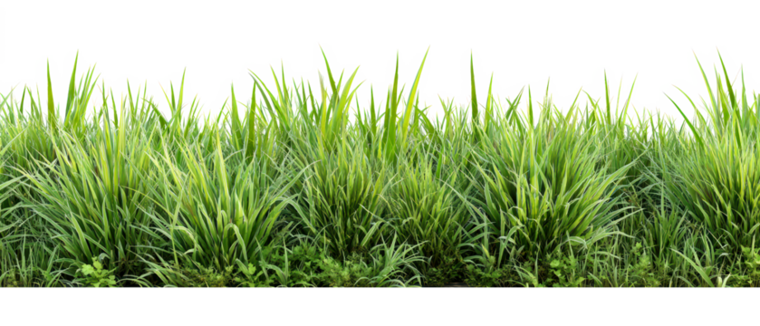 Trimmed grass close-up with flat top, transparent background, png format, ideal for landscaping design