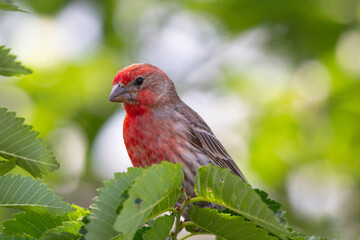 A close up of a beautiful red finch perched on a branch surrounded by lush green foliage
