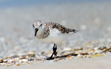 Sanderling on Florida beach