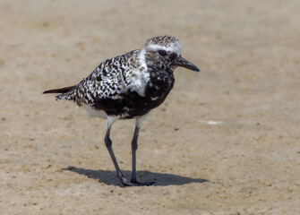 Black-bellied Plover on Florida beach