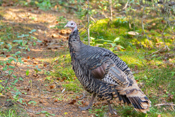 Close up of a curious, friendly, Wild Turkey roaming around and scavenging in a evergreen forest