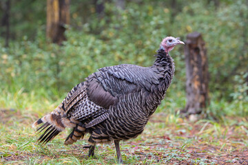 Close up of a curious, friendly, Wild Turkey roaming around and scavenging in a evergreen forest
