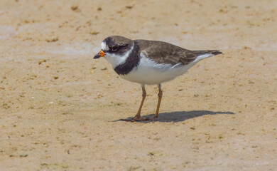 Semi-palmated Plover on Florida beach
