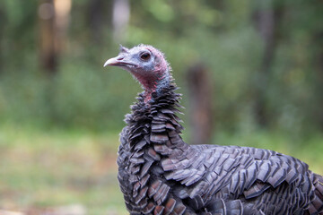 Close up of a curious, friendly, Wild Turkey roaming around and scavenging in a evergreen forest