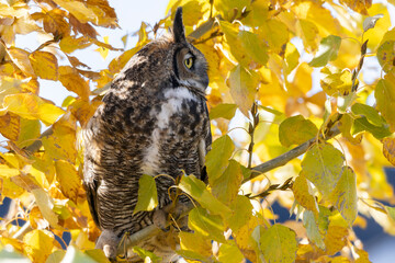 Great Horned owl with wide bright yellow eyes perched on a branch surrounded by fall leaves on a...