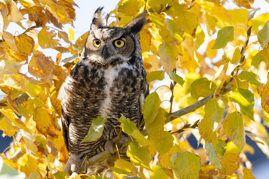 Great Horned owl with wide bright yellow eyes perched on a branch surrounded by fall leaves on a warm sunny fall afternoon. The owl is  a beautiful contrast in the yellow tree.