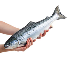 Naklejka premium Hands holding a salmon fish on a transparent background.