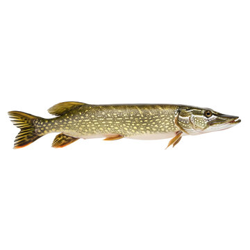 Northern Pike fish on a transparent background.