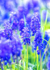 blue flowers in the garden spring