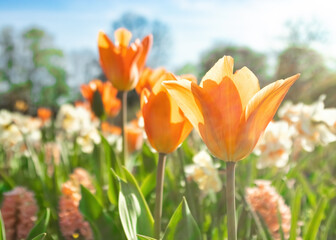 orange  tulip flowers in spring