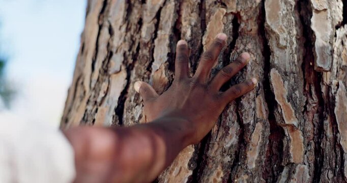 Hand, tree trunk and man in nature for sustainable, agriculture or eco friendly connection. Outdoor, park and closeup of male person touching wood for forest ecology and environmental climate change.
