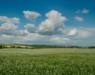Blooming buckwheat field, village on the horizon, cereal fields, farmland, cumulus clouds in the sky
