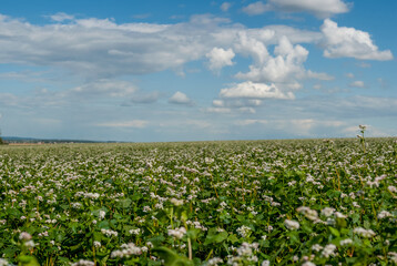 Buckwheat field during flowering, selective focus close-up on inflorescences, sky on the horizon