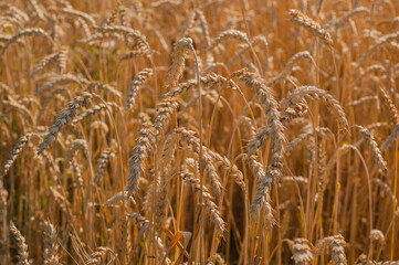 Field of ripe golden wheat ready for harvest. Close up on ripe spikelets