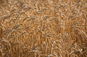 Field of ripe golden wheat. Spikelets densely filled with grain in the phase of full maturity before harvest. Close up on spikelets