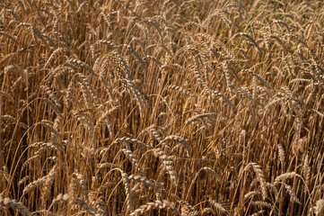 ripe wheat field in the phase of full maturity before harvesting. focus on the spikelets densely...