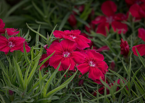 Charming Carnations Flowers, Dianthus barbatus, the sweet William