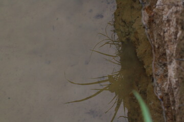 grass reflection in a water 