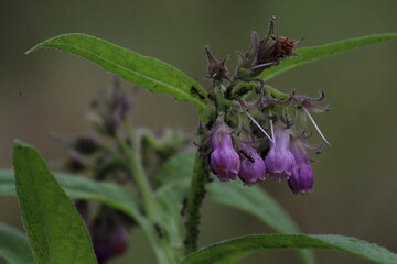 flowers of common comfrey, Symphytum officinale, flowering herb, purple common comfrey. Beautiful...
