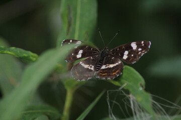 Top view close-up on the wings of the Map butterfly, araschnia levana, in summer outfit. The map two annual broods look very different. This summer brood are black with white markings. 

