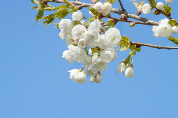 Cluster of White Cherry Blossoms – Bright Spring Floral Close-Up Ideal for Print, Web Design, or Wedding Season Projects