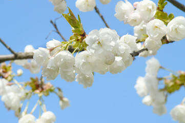 Sakura Tree in Full Bloom – White Cherry Blossoms with Blue Background for Calming Editorials, Nature Posters, or Digital Ads