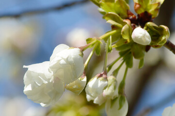 White Cherry Blossoms Macro – Elegant Petals in Daylight for Zen, Seasonal, or Minimalist Designs