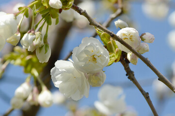 Delicate White Cherry Blossoms in Soft Spring Light – Botanical Photography for Romantic Themes and Creative Backgrounds