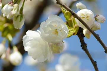 White Cherry Blossoms Macro – Elegant Petals in Daylight for Zen, Seasonal, or Minimalist Designs