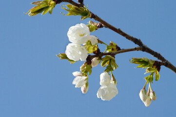 White Sakura Branch with Blooming Flowers Against Blue Sky – Peaceful Springtime Image for Background Use or Nature Concepts