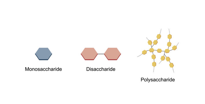 Differences Between Monosaccharide, Disaccharide and Polysaccharide. Glucose, Maltose and Starch. Carbohydrates and Sugars Terminology. Scientific Design. Vector Illustration. 