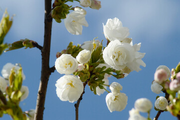 Cluster of White Cherry Blossoms – Bright Spring Floral Close-Up Ideal for Print, Web Design, or Wedding Season Projects