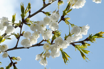 Cherry Tree Blossoms Blooming in Spring Light – Natural Floral Photo with White Flowers and Soft Background Sky