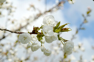 Close-Up of Cherry Blossom Flowers in Full Bloom – Elegant White Petals and Fresh Buds in Natural Light for Spring Projects